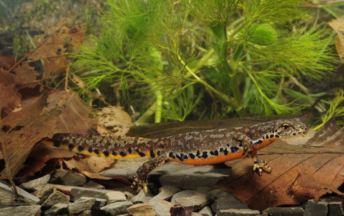 Mrmoljak WEB 700 439